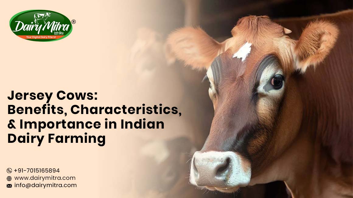 Jeresy Cow Suppliers in India